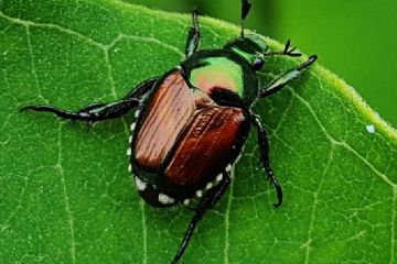 ATTENZIONE al coleottero Popillia Japonica